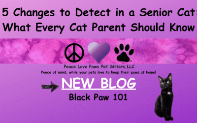 5 Changes to Detect in a Senior Cat: What Every Cat Parent Should Know