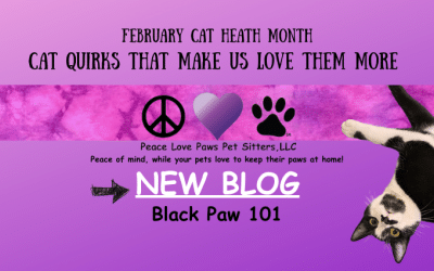 Cat Quirks- 10 Cat behaviors that make us laugh, worry, and love them more: