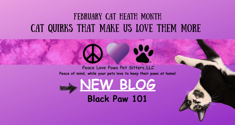 USE Cat Quirks That Make Us Love Them More BLOG post (800 x 425 px) (2)