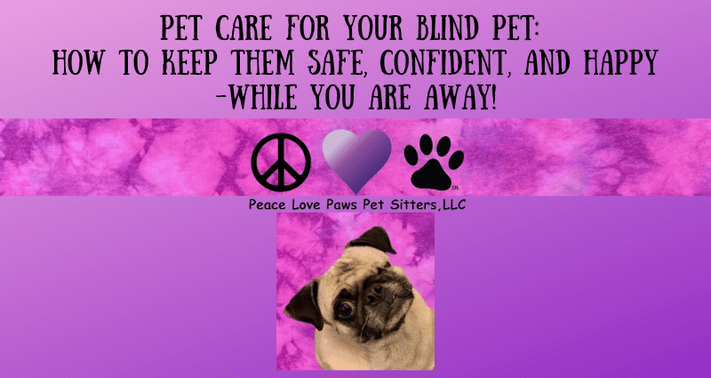 Blind Pet BLOG post (800 x 425 px) (1)