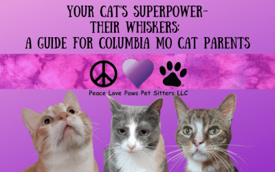 Your Cat’s Superpower-their WHISKERS: A Guide for Columbia MO Cat Parents