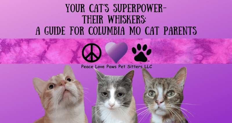 Cat Whiskers BLOG post (800 x 425 px)