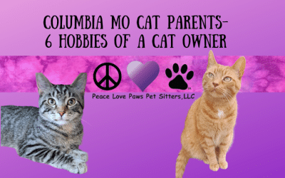 Six Hobbies of a Cat Owner😻