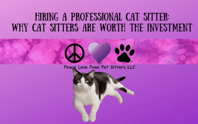 Hiring a Professional Cat Sitter: