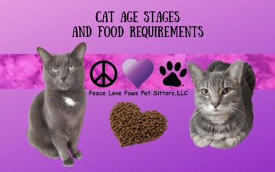 Cat Age Stages and Food Requirements