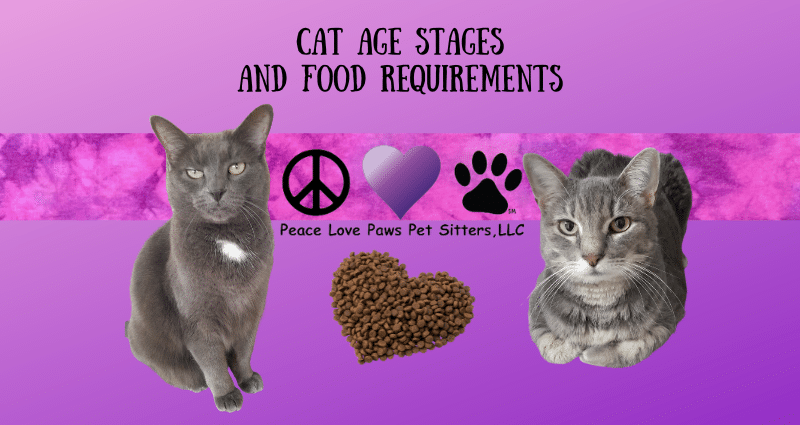 CAT Age Stage and their Food Requirements BLOG post (800 x 425 px) (1)